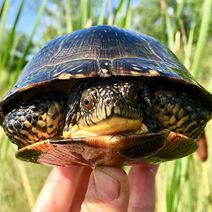 Northern Illinois University biologists plan to keep smile on this turtle’s face