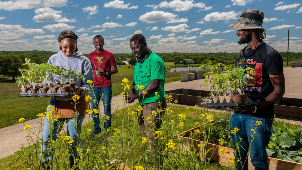 A photo of four students working on a farm, carrying plants underneath a cloudy blue sky.