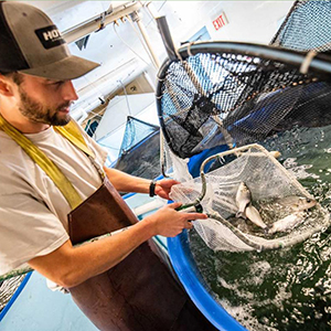 University of New Hampshire develops striped bass aquaculture